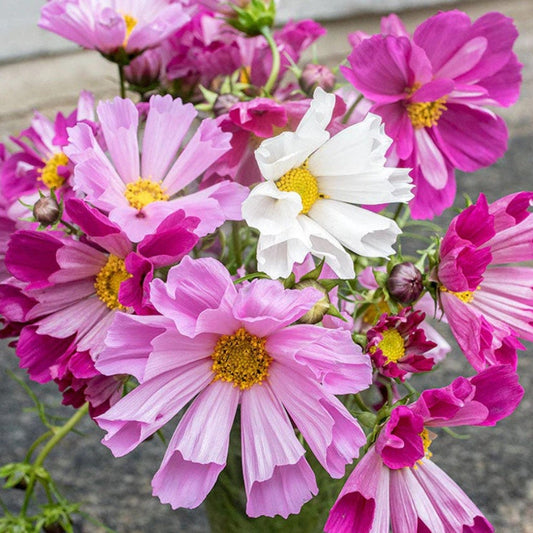 Colorful Cosmos Sea Shells flowers including pink, white, and purple blossoms with yellow centers.