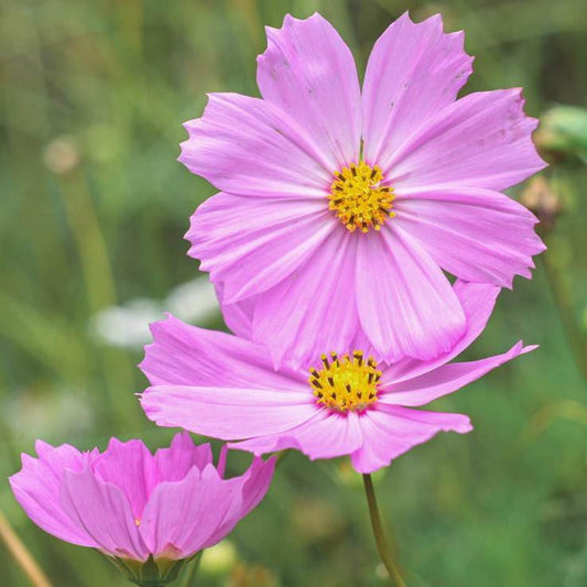 Two Cosmos pink flowers with yellow centers against a blurred green background