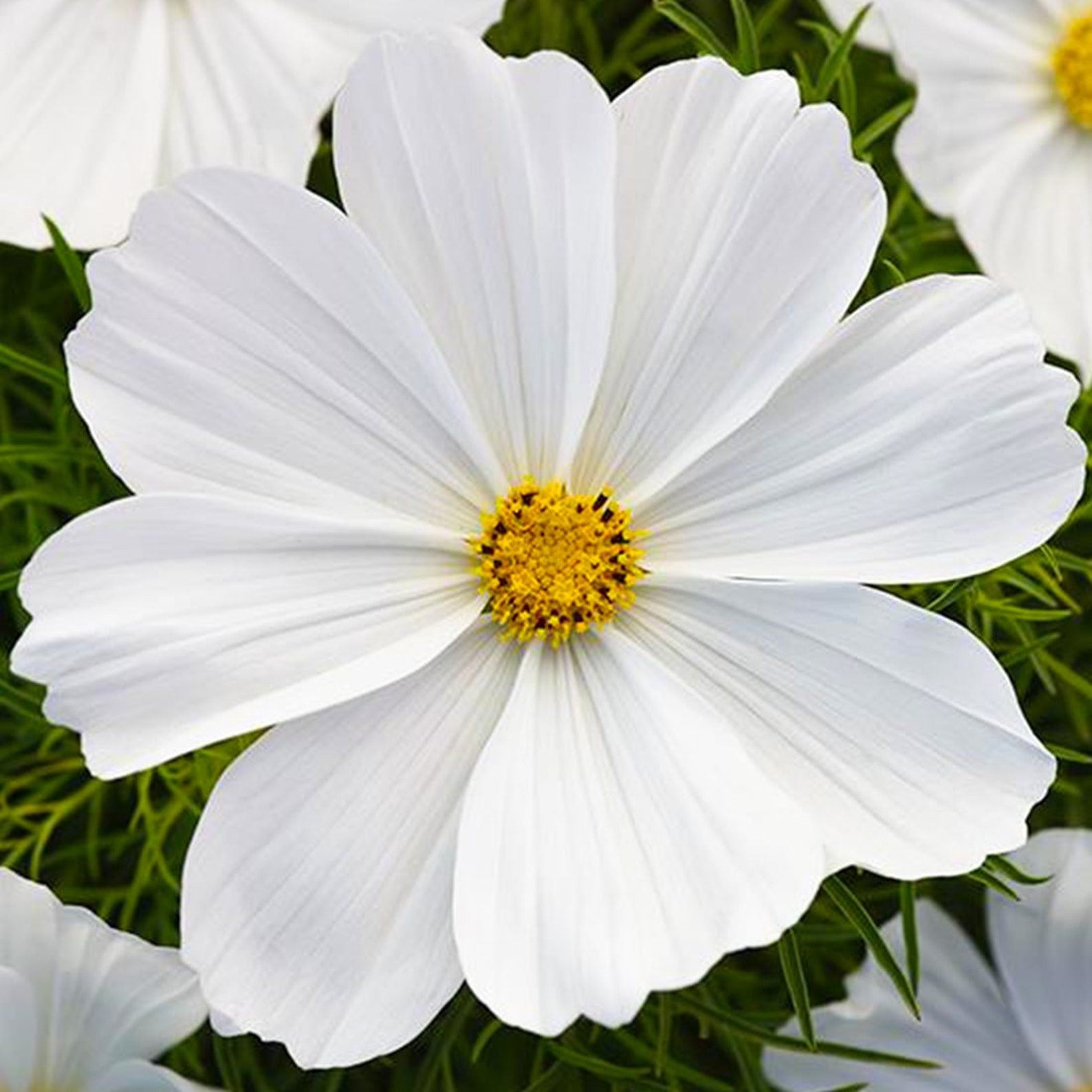 Close-up of a white Cosmos flower with a yellow center on green leaves
