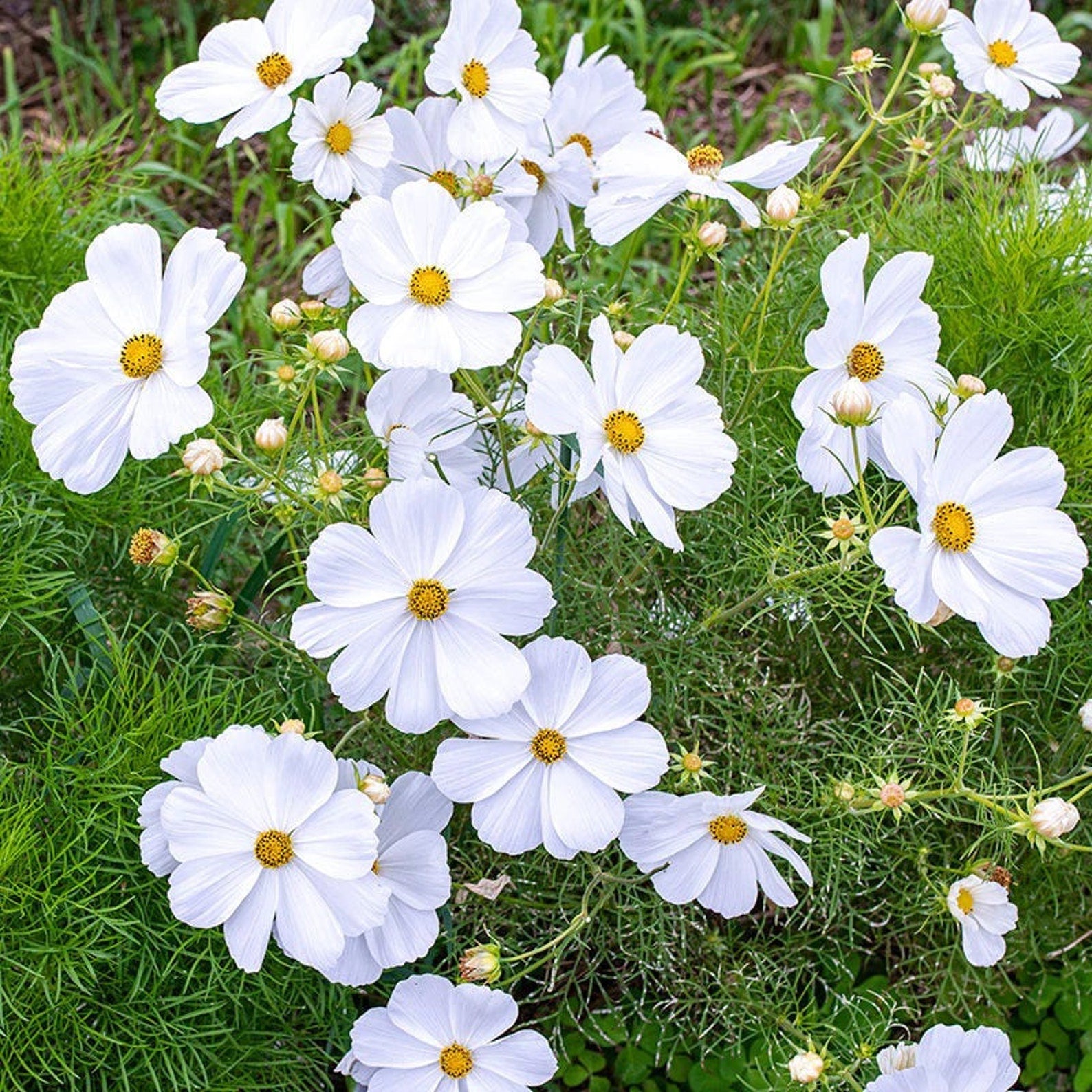 Cosmos White flowers with yellow centers on a green plant background