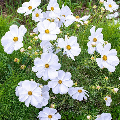 Cosmos White flowers with yellow centers on a green plant background