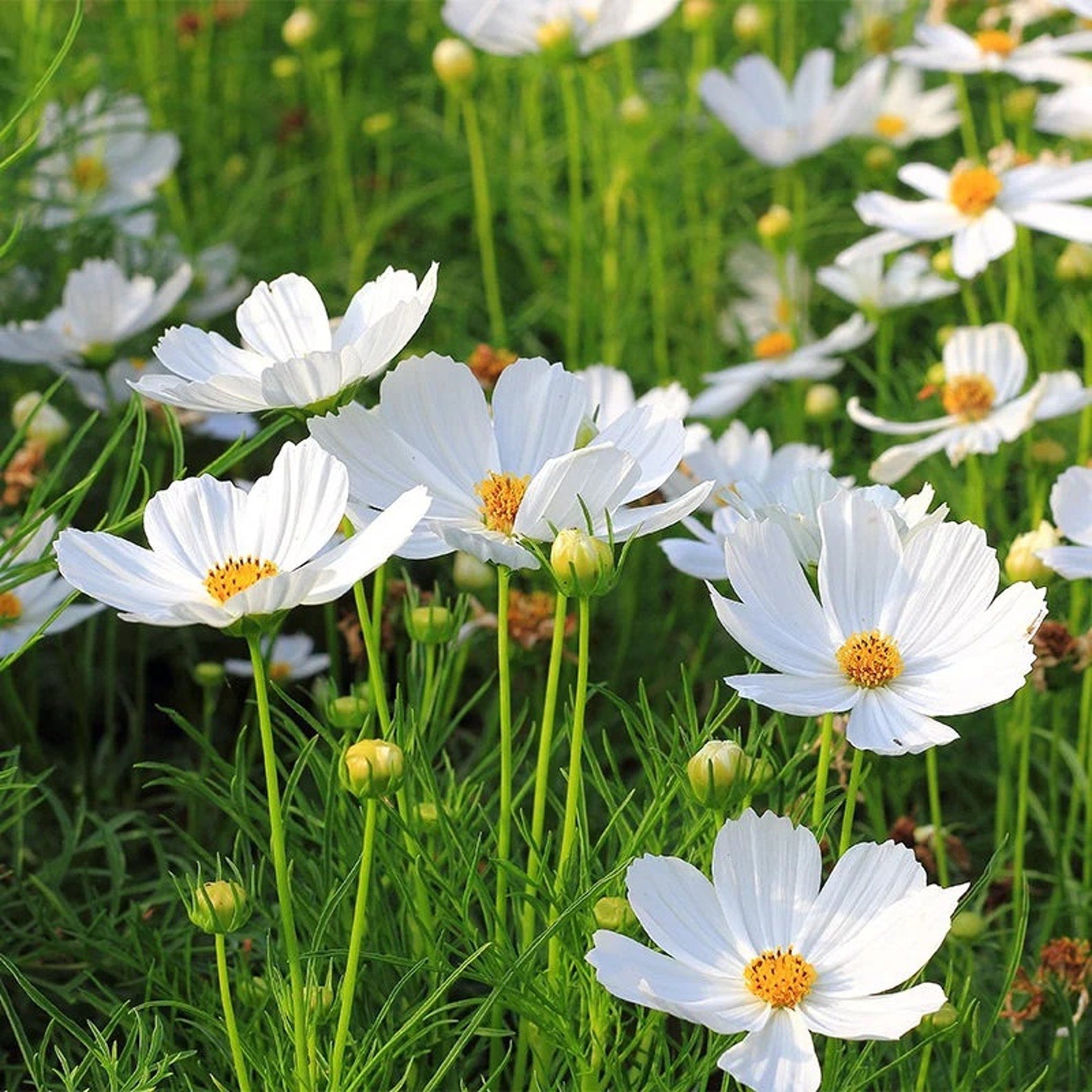 Cosmos White flowers with yellow centers in a field of green grass