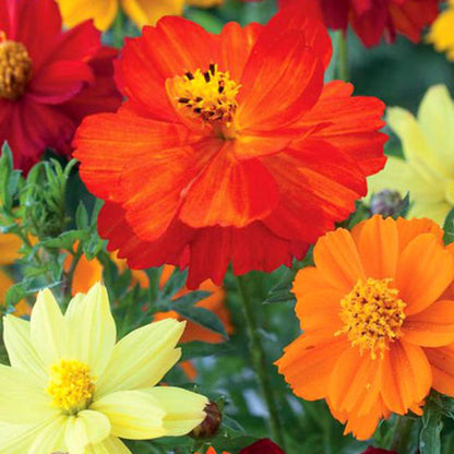 Cosmos Sulphureus Mixed - Seeds