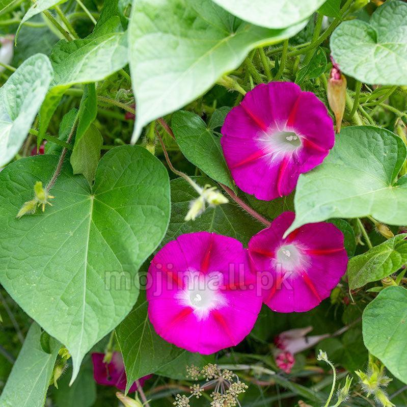 Morning Glory Crimson Rambler climbing plant with vivid crimson-red trumpet flowers and white throats growing in a home garden in Pakistan by Moji Mall.