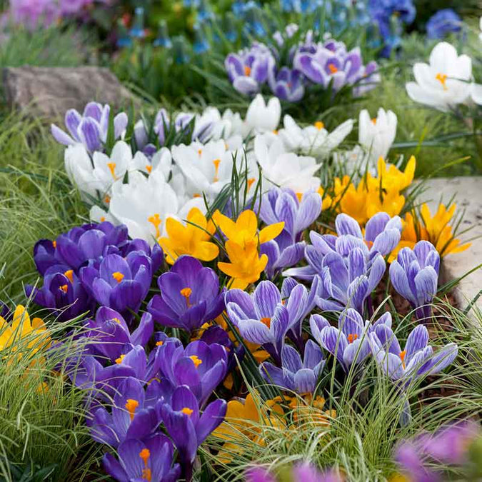 Colorful crocus flowers in a garden setting