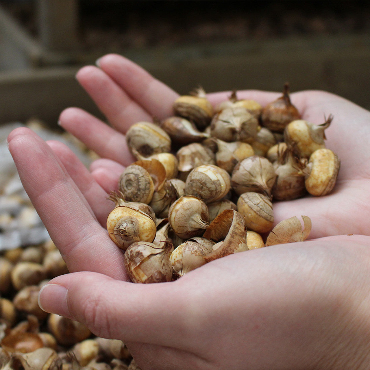 Pack of 4 Crocus Flower Bulbs (imported) Mix Colors