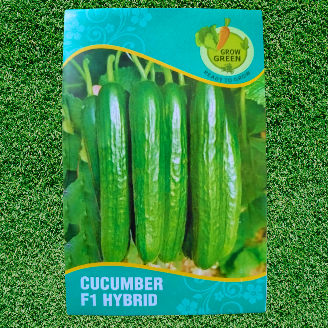 Cucumber (Kheera) - F1 Hybrid - 10+ Seeds