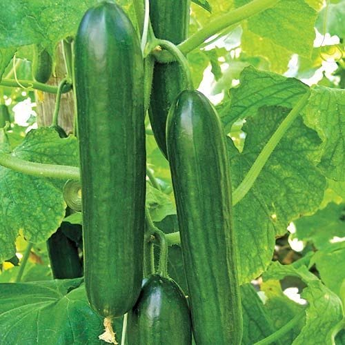 Cucumber (Kheera) - F1 Hybrid - 10+ Seeds