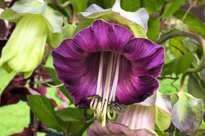 Cup and Saucer Vine Purple – Horti Tops Seeds (Imported - Limited Stock)