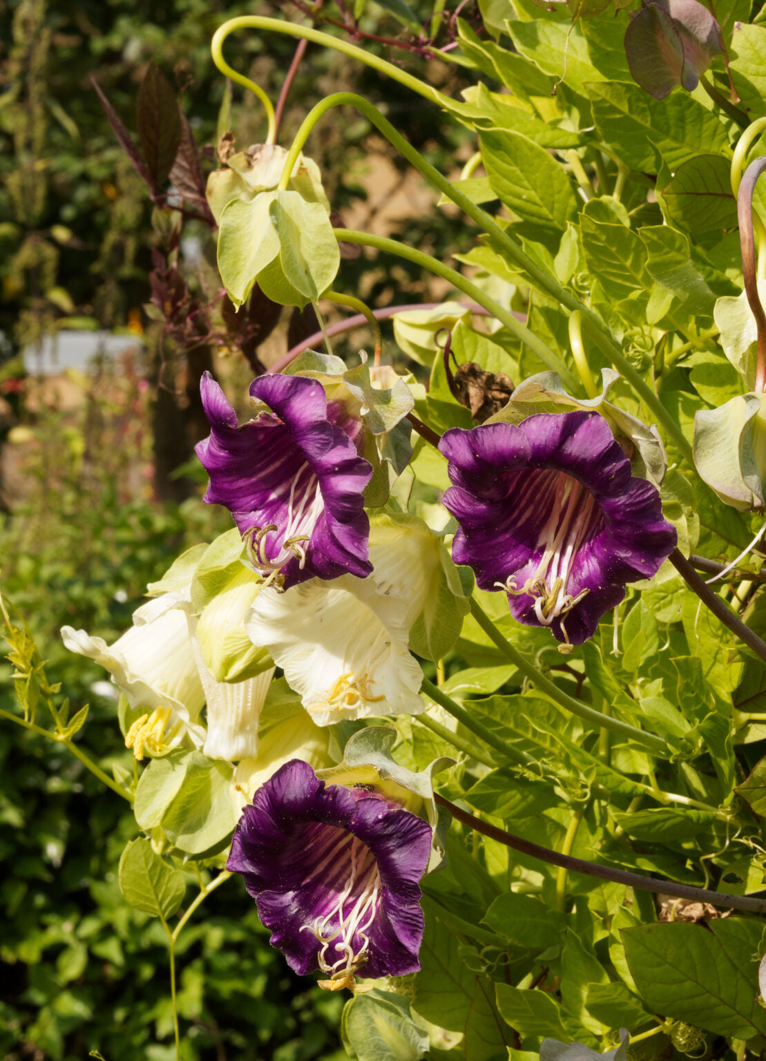Cup and Saucer Vine Purple – Horti Tops Seeds (Imported - Limited Stock)