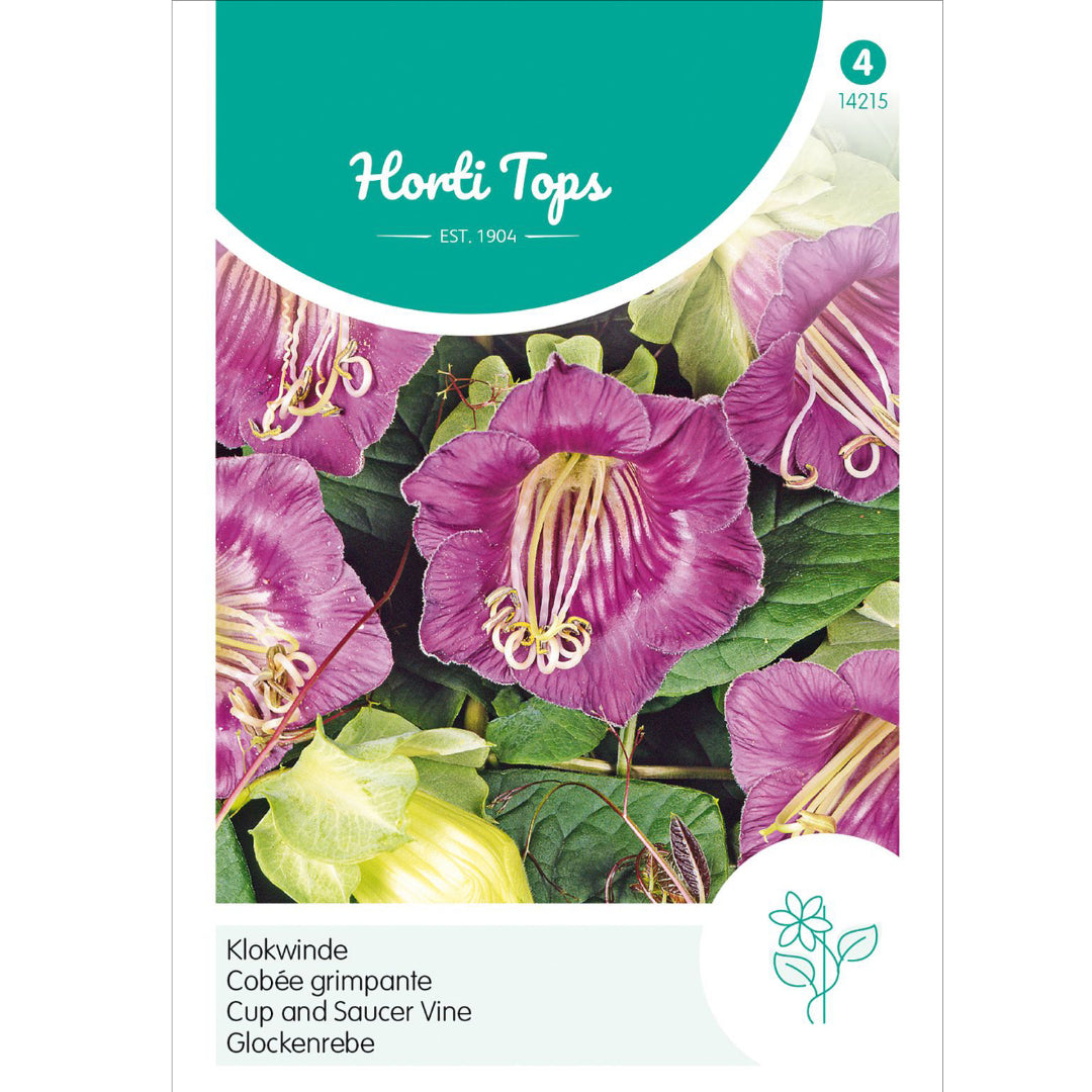 Cup and Saucer Vine Purple – Horti Tops Seeds (Imported - Limited Stock)