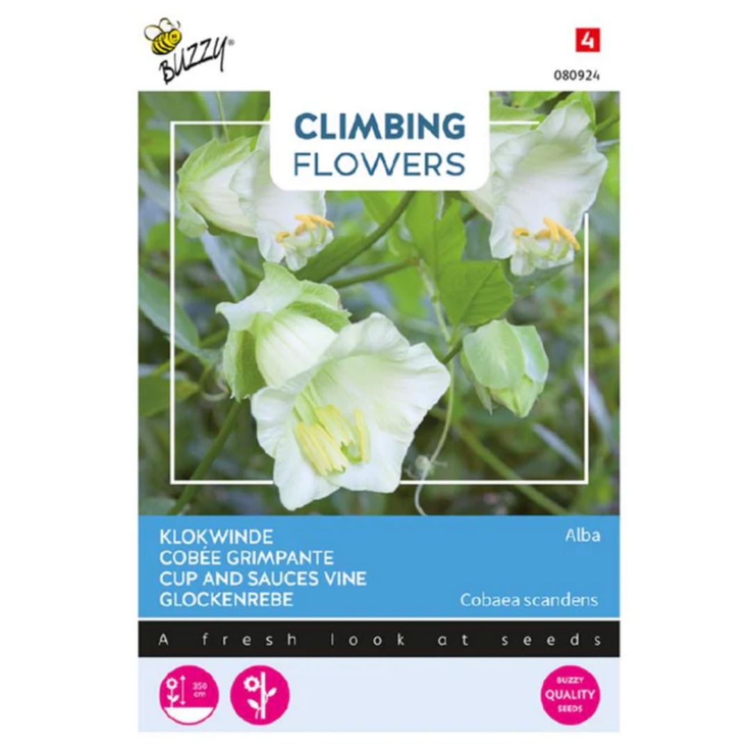 Cup And Sauces Vine White - Buzzy Seeds (imported - Limited Stock)-Moji Mall