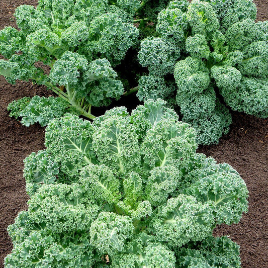 Curly Kale - Seeds