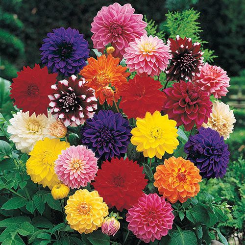 Dahlia Mixed - 20+ Seeds