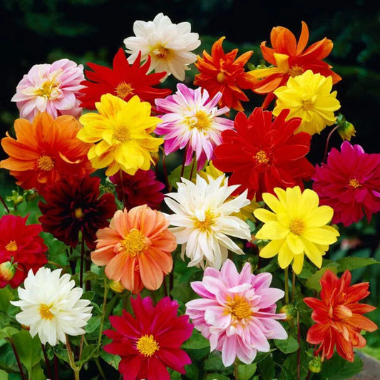 Colorful Dahlia Unwin bouquet of flowers including red, yellow, pink, and orange dahlias.