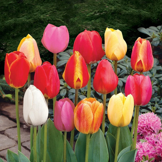 Pack of 3 Tulip Darwin Flower Bulbs (imported) Mix Colors