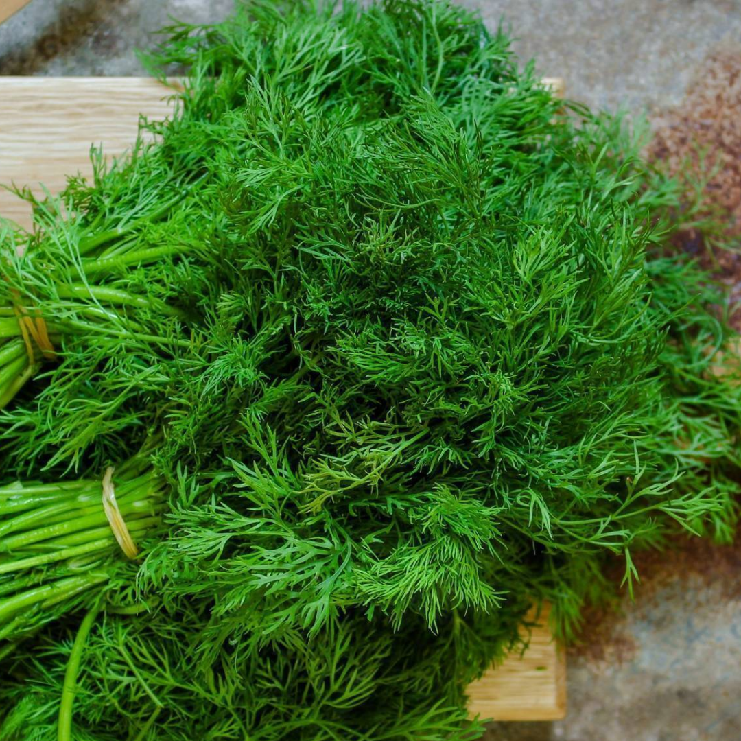 Dill Green Bush - Seeds