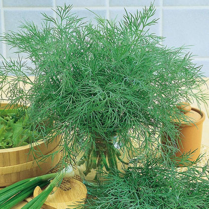 Dill Green Bush Seeds