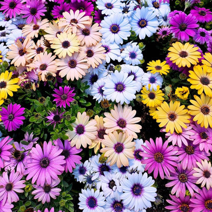 Close-up of colorful african daisies with yellow, white, and pink flowers.