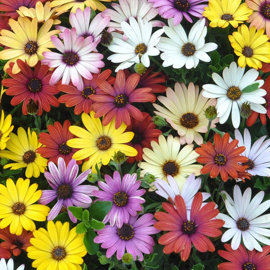 Close-up of a colorful array of african daisy flowers including yellow, white, and orange daisies.