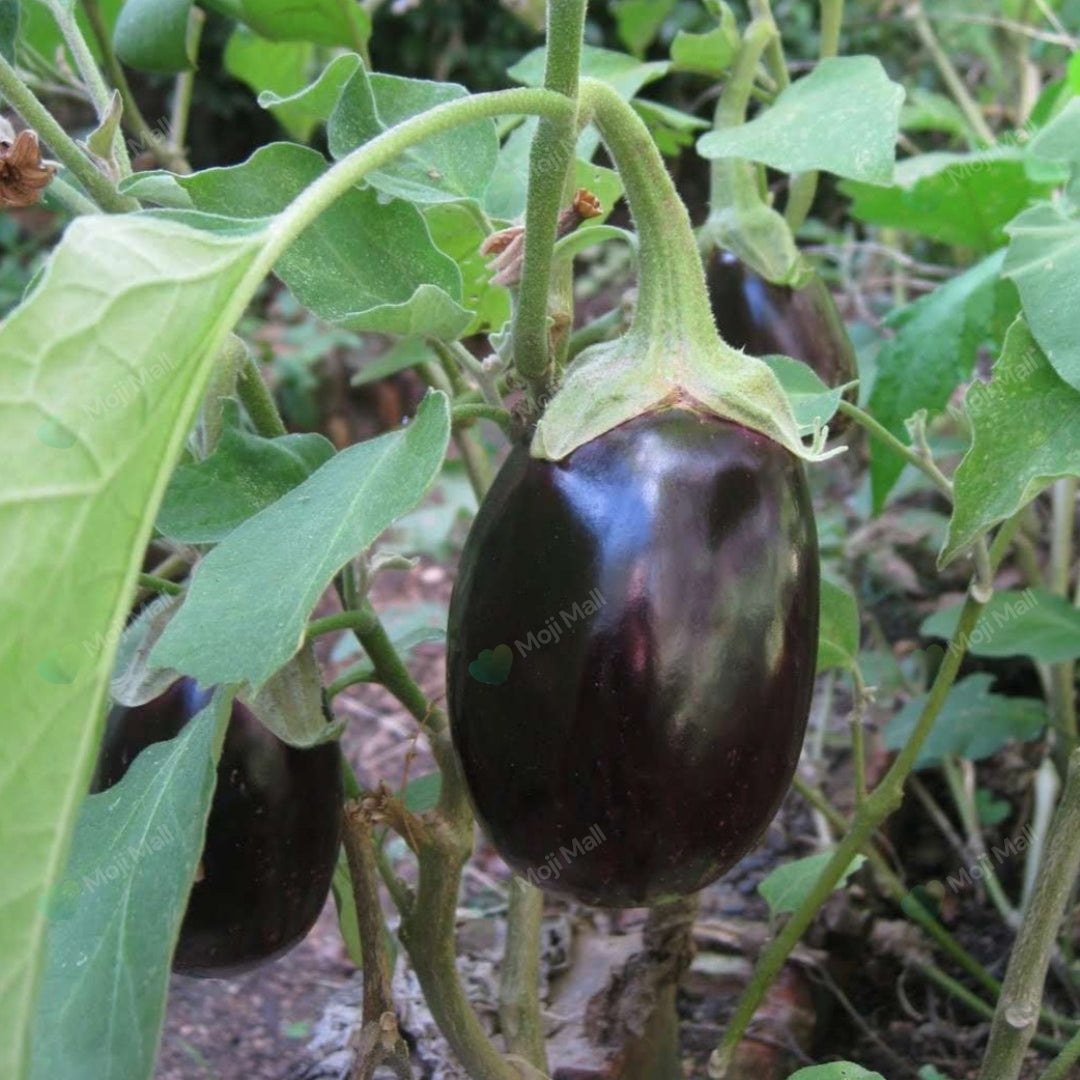 A fresh brinjal (eggplant) growing on the plant with green leaves in the background.
