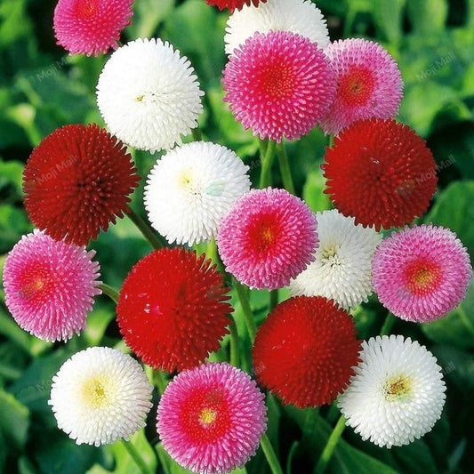 English Daisy red, pink, and white flowers with green leaves in the background