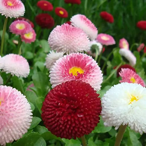 Colorful English Daisy flowers with pink, red, and white petals in a garden setting.