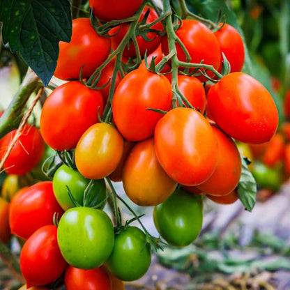 Tomato (Tamatar) - F1 Hybrid - 30+ Seeds