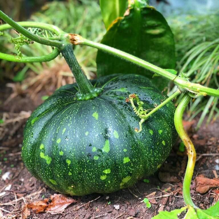 Pumpkin (Halwa Kadu, حلوہ کدو) - Seeds