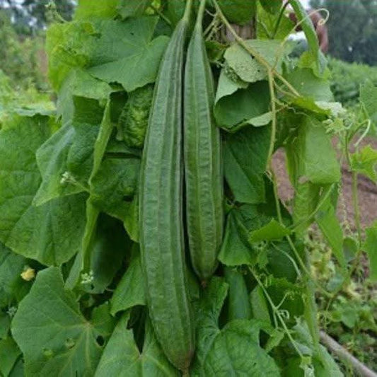 Ridge gourd (Pasli/Line wali tauri,دیسی پسلی والی توری) - Seeds