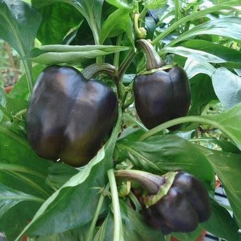 Capsicum (Shimla Mirch) - Chocolate - F1 Hybrid Seeds