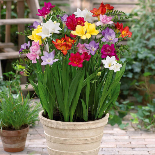 Pack of 3 Freesia Flower Bulbs (imported) 6 Mix Colors