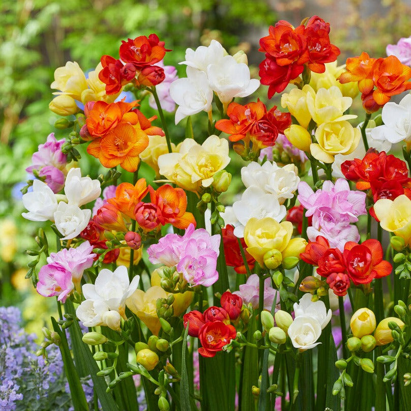 Pack of 3 Freesia Flower Bulbs (imported) 6 Mix Colors