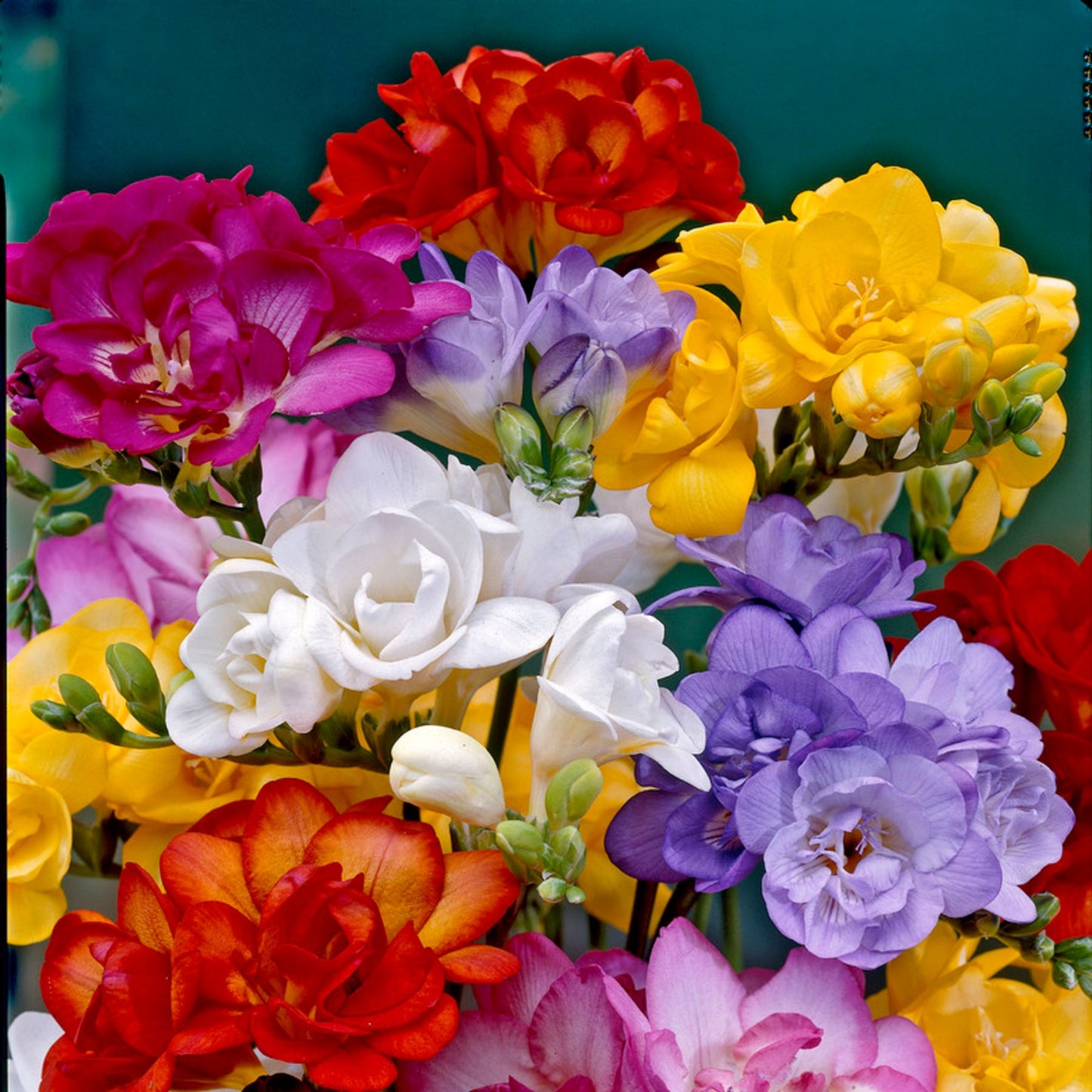 Pack of 3 Freesia Flower Bulbs (imported) 6 Mix Colors