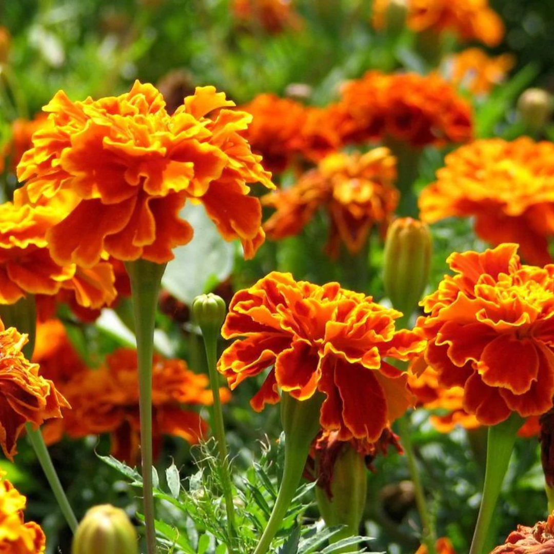 French Marigold (گیندی، گل جعفری) Flowers - Seeds (WINTER)