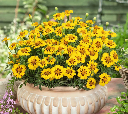 French Marigold Naughty Marietta – Buzzy Seeds (Imported - Limited Stock)