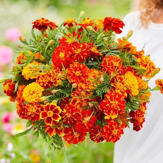 Bouquet of orange and yellow  french marigold flowers held by a person in a garden setting.