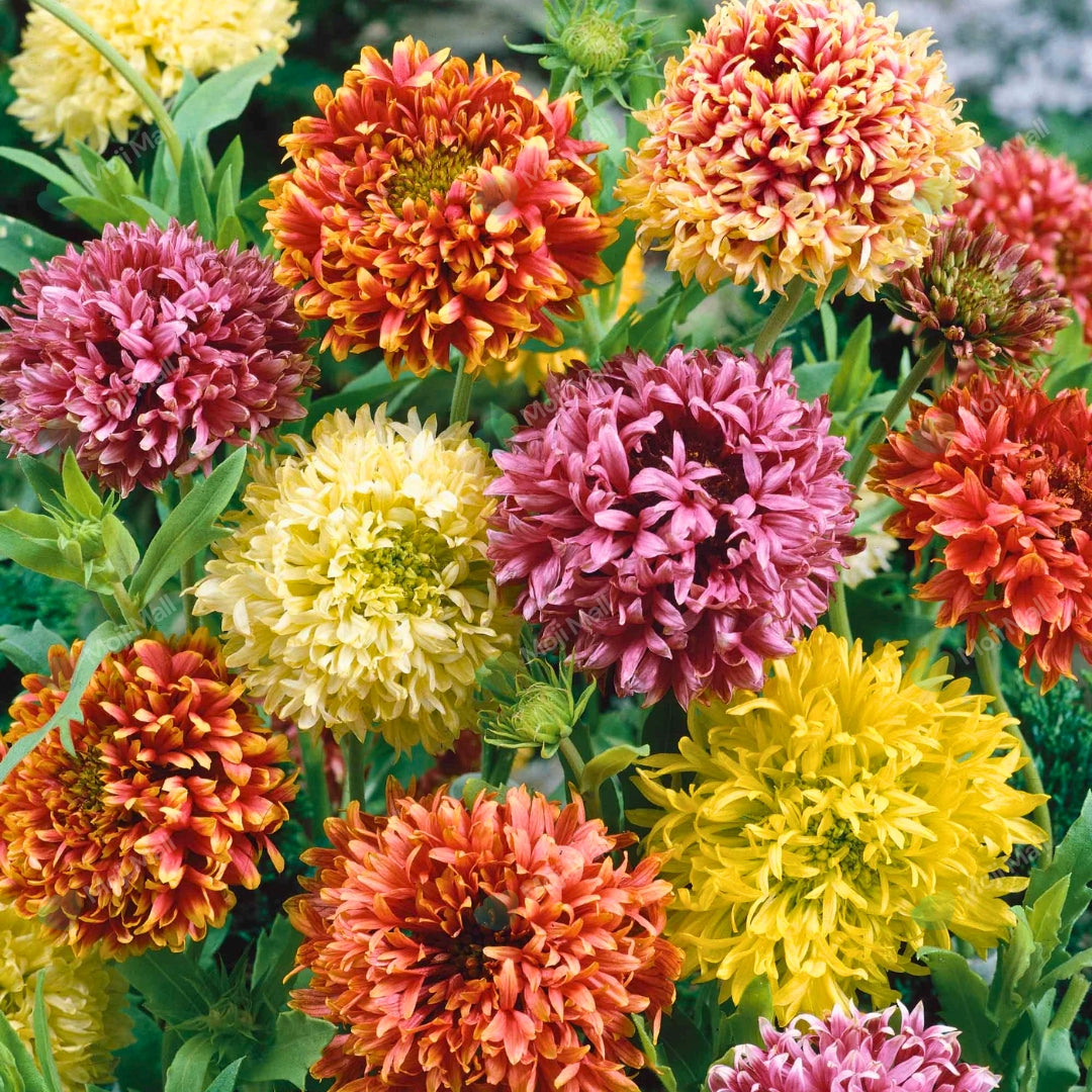 Gaillardia flowers with double mixed colors including yellow, red, and white.