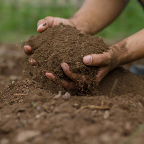 Garden Soil for plants