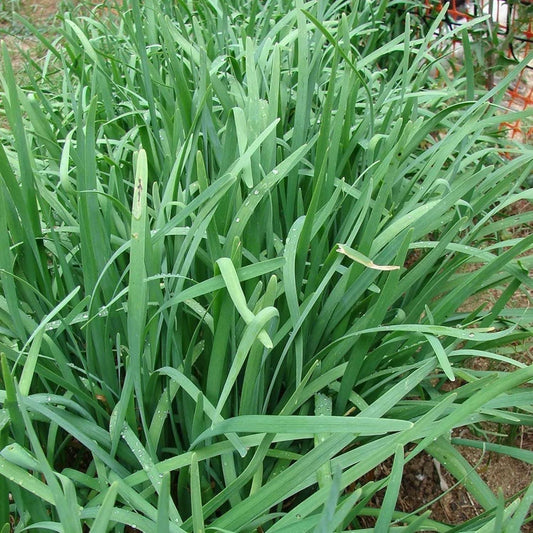 Garlic Chives - Seeds