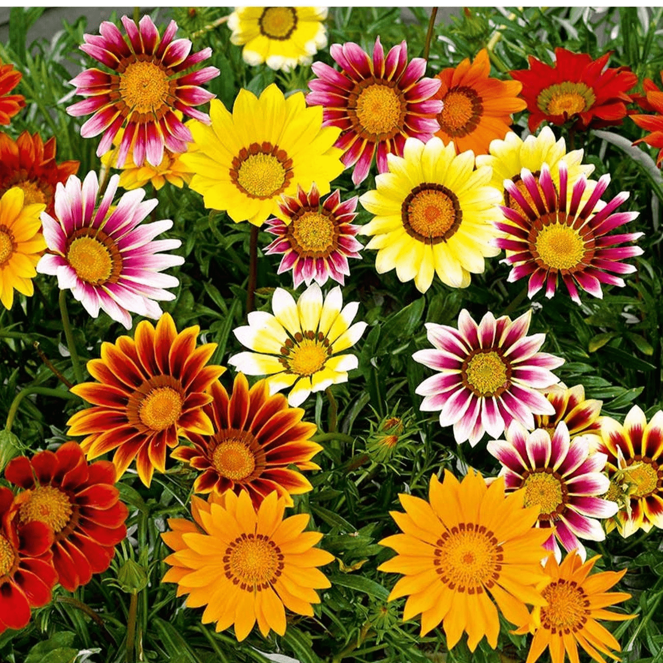 Gazania Mini Star - Seeds