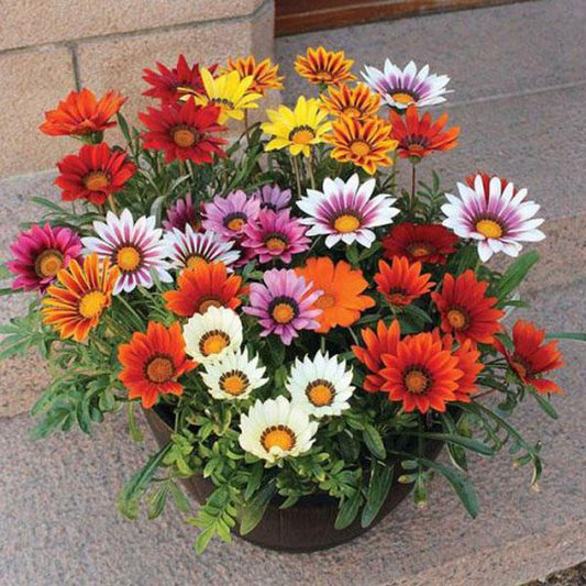 Gazania Mix – 30+ Seeds