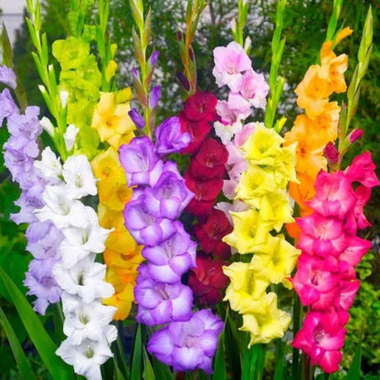 Gladiolus (Glad) Mix 8 Colors – Flower Bulbs