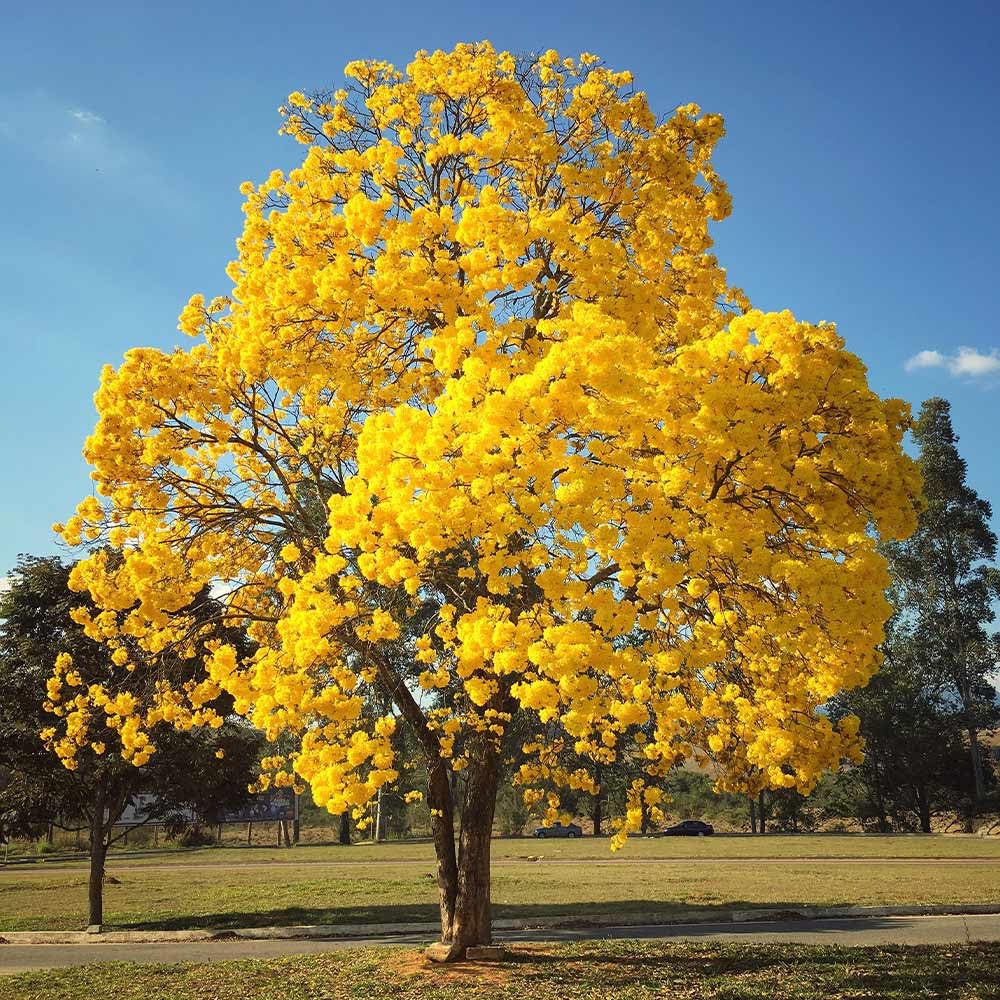 Golden Tabebuia - 50+ Tree Seeds