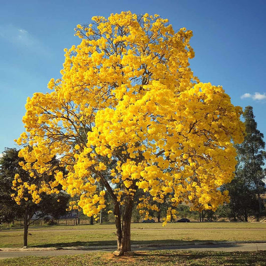 Golden Tabebuia - 50+ Tree Seeds