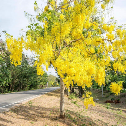 Amaltas (املتاس) – 30+ Tree Seeds-Moji Mall
