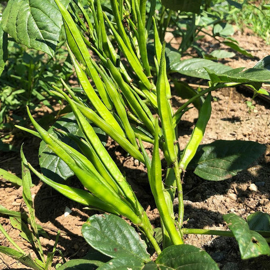 Guar Beans (گوار پھلی کے بیج) – 50+ Seeds