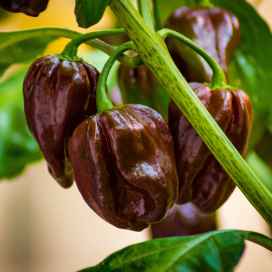 Habanero Pepper - Hot Chocolate - Seeds