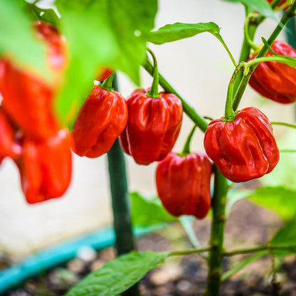 Habanero Pepper - Hot Red