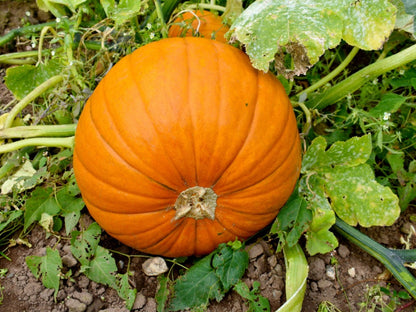 Pumpkin Seeds – Yellow